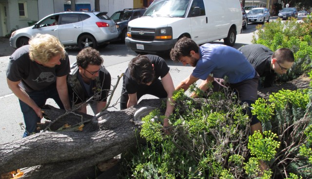 Tree_Monterey_1_2018_03_22