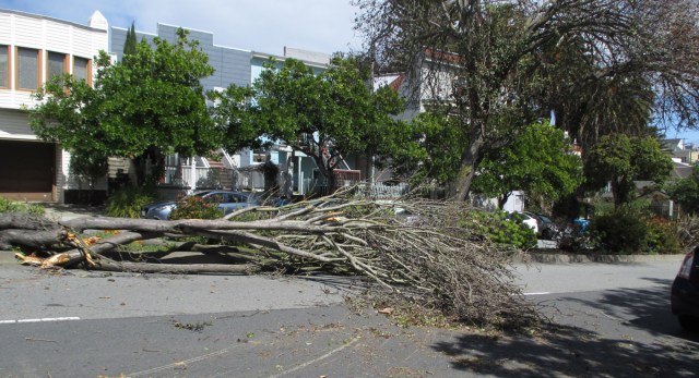 Tree_Monterey_2_2018_03_22