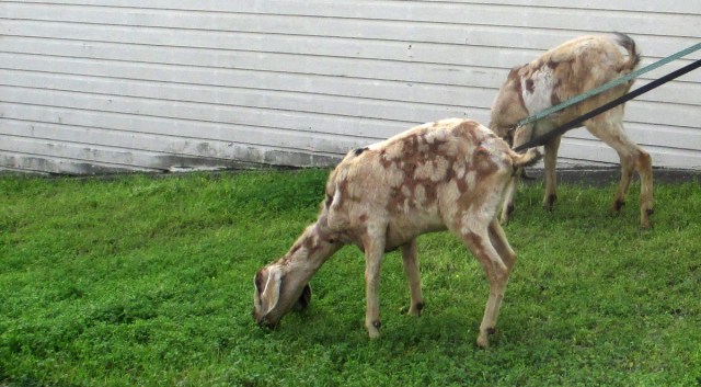 Two goats from CityGrazing.org, hard at work on a yard in Sunnyside. Photo: Sunnyside Neighborhood Association.